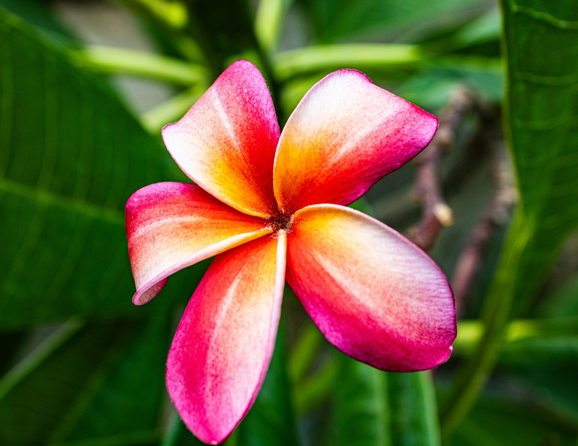A pink and yellow flower with green leaves in the background